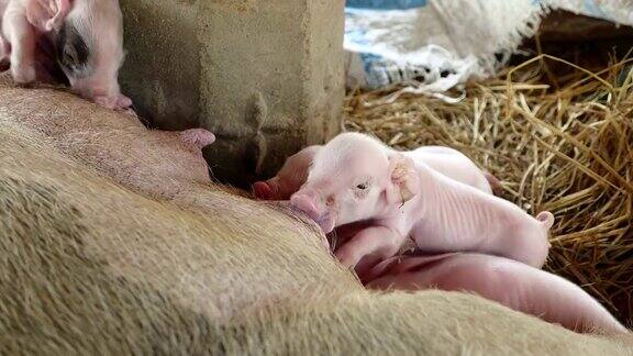 新生小猪抓着母猪的乳头吮吸母亲的乳汁(近距离)