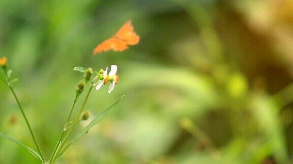 蝴蝶吃着美丽的花的花粉