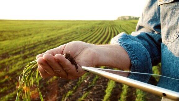 一位农民用智能手机检查一株小麦和根部