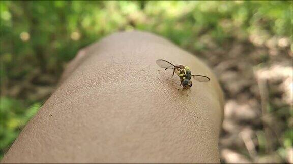 在手的皮肤上爬行的小甲虫