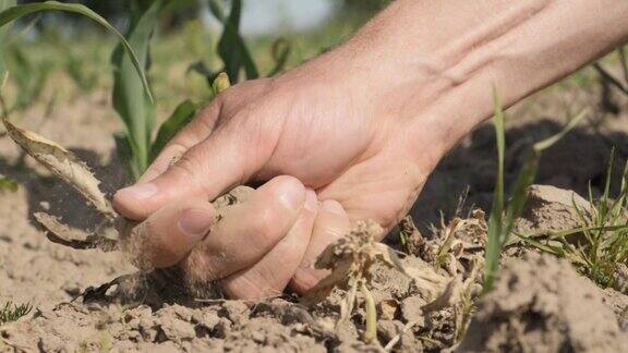 农民在玉米地捏碎泥巴特写