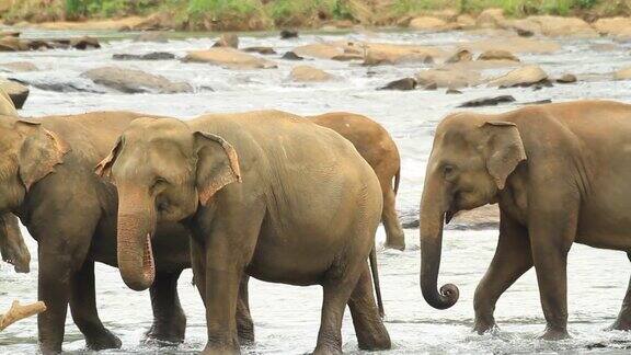 大象在水里玩耍