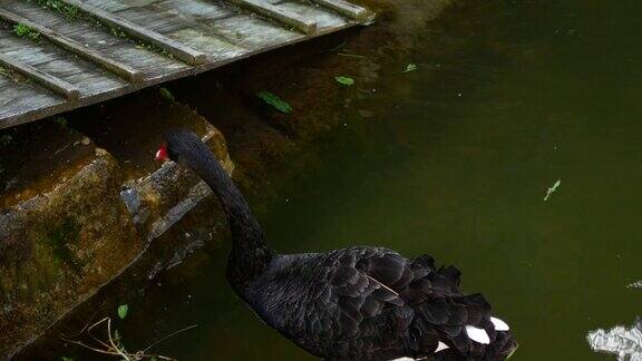 4K电影里黑天鹅在公园里平静的池塘里游泳