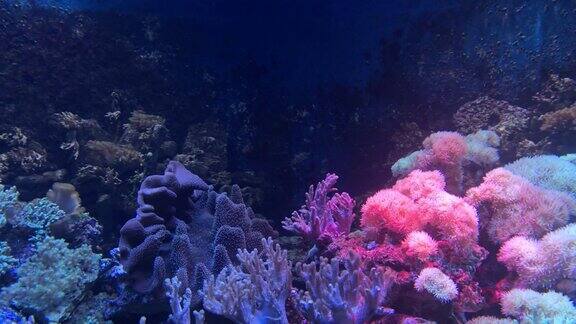 古老的水珊瑚和一条黄色的鱼