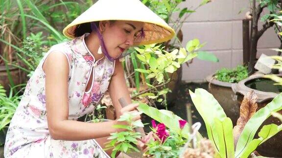 4K年轻亚洲妇女穿着中国传统旗袍和越南圆锥帽在花园里种植