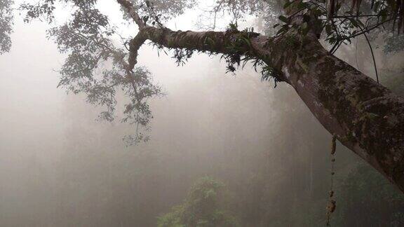 老挝清晨浓雾弥漫的丛林中长臂猿的歌声萦绕其间