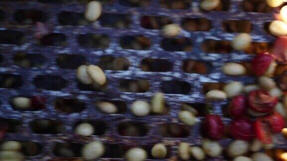 用湿法处理刚从咖啡树上摘下来的咖啡豆