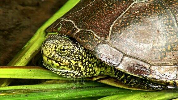 欧洲池塘龟在沼泽湖的水里游泳