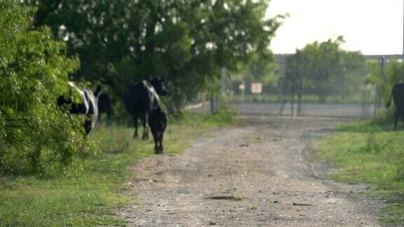 小牛和牛一起在田野里吃草