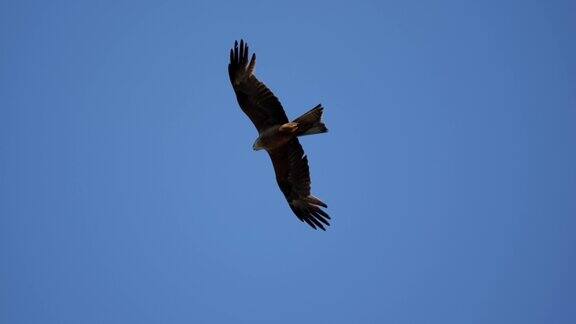 近距离慢动作拍摄的鹰在瑞士的天空飞行