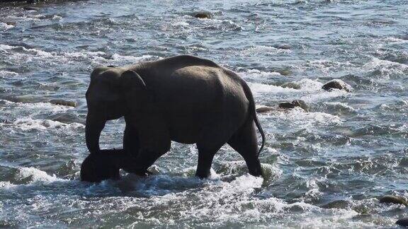 母象从河里救小象