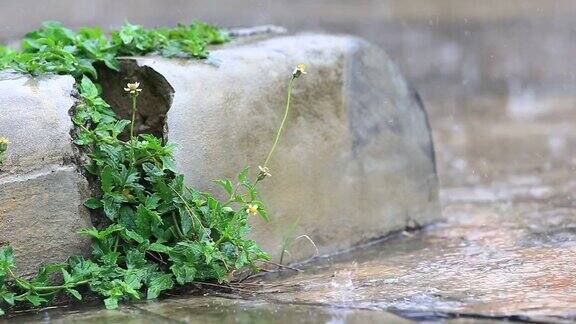 雨中的草花