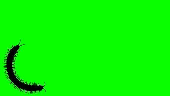 绿色屏幕上的蜈蚣CG动画剪影无缝循环