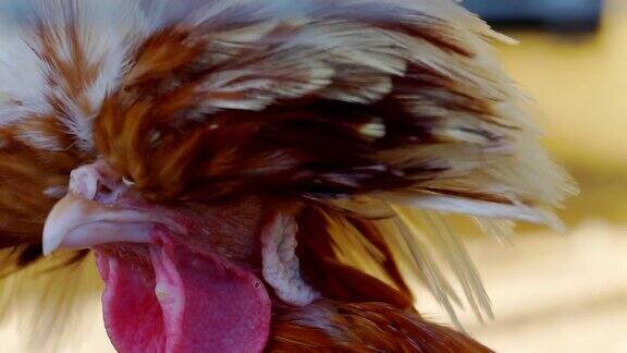 不寻常的公鸡有一簇羽毛而不是梳子