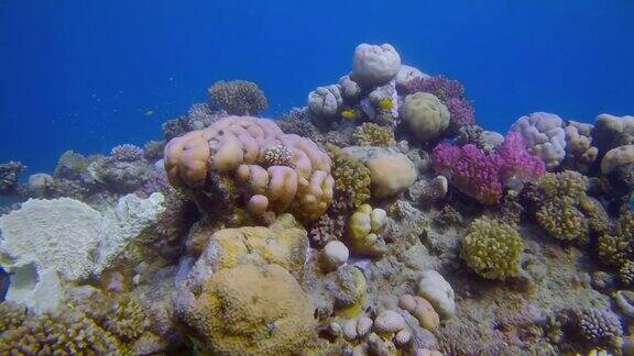 在美丽的珊瑚礁和许多热带鱼水下潜水红海-拉哈米湾马萨阿拉姆