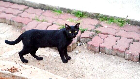 一只可爱的黑猫