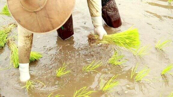 农民在稻田里种植水稻慢镜头