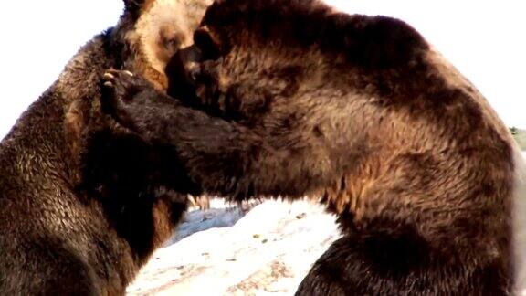 灰熊喜欢打架