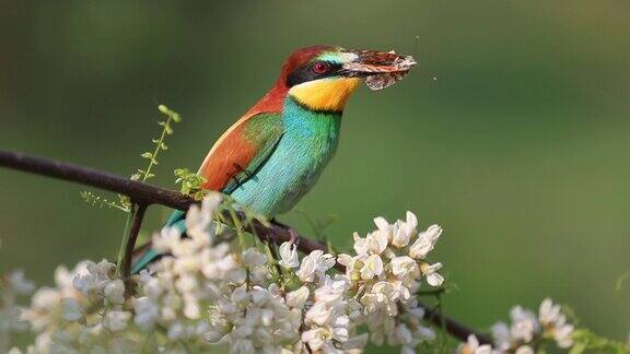 美丽的彩色食蜂鸟嘴里叼着一只蝴蝶