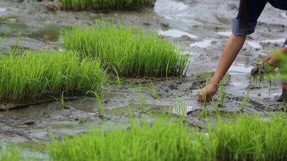 友谊年轻的农民种植水稻浆果有机稻田稻田共同的理念