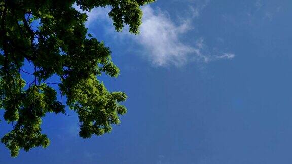 绿色的橡树枝叶映衬着蓝天橡树映衬着天空和云彩原始的声音