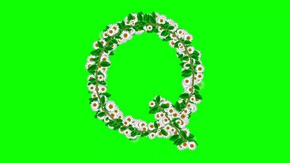 英文字母Q绿色屏幕背景上有雏菊花