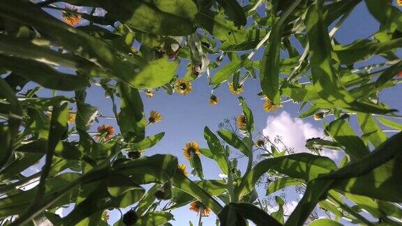 金盏花、金盏花、云动药材