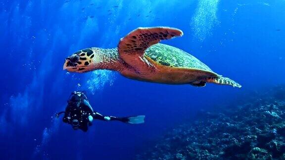 和玳瑁海龟一起游泳水下风景