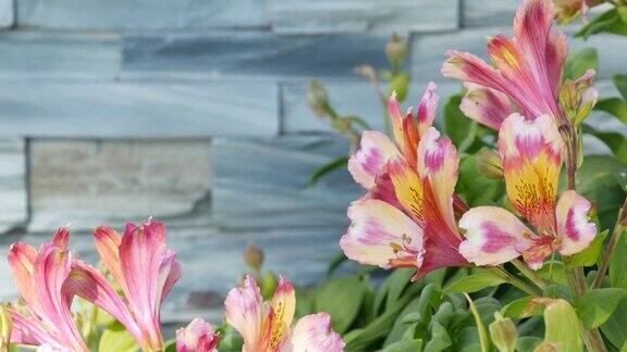 美国加利福尼亚的装饰性花园花卉家庭园艺装饰植物花卉栽培植物开花多汁植物的颜色