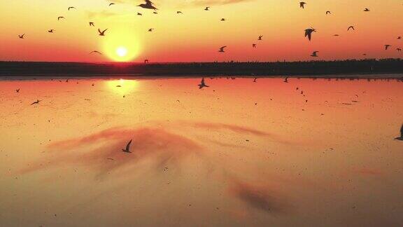 日落湖上海鸥在天空
