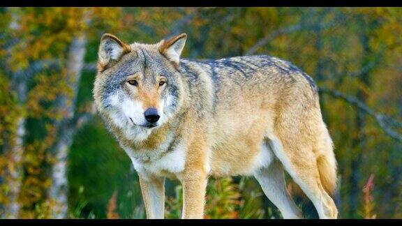 一只雄性灰狼站在森林里的特写