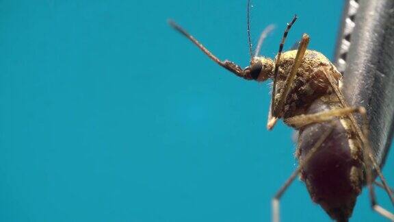 蓝色背景下蚊子试图逃脱镊子移动它的腿和螯