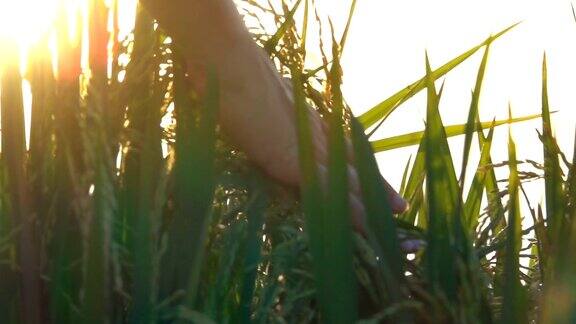 日落时分女人的手抚摸着种植在农场上的水稻