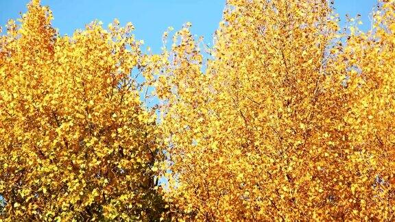 黄色autunmn树