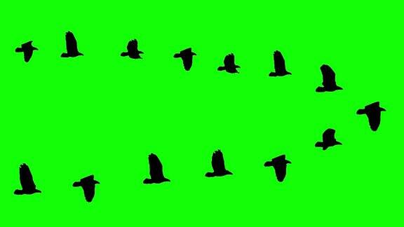 飞翔的鸟楔群轮廓动画在色度键绿色屏幕-新质量的自然动物视频片段