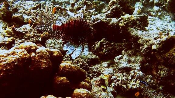 漂浮在开阔海域的蝎子鱼沿着珊瑚礁边缘长着张开的红色条纹鳍