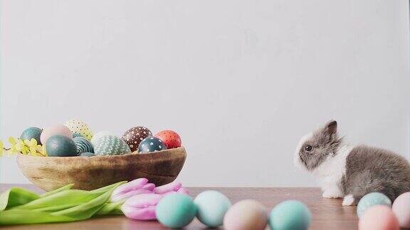 可爱的复活节兔子放在放着五颜六色的彩蛋和郁金香的木桌上复活节节日装饰复活节概念背景