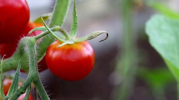 温室里的红番茄