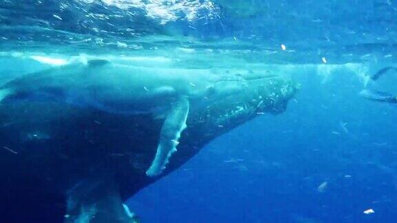 座头鲸妈妈和幼鲸在水下追赶上了潜水员