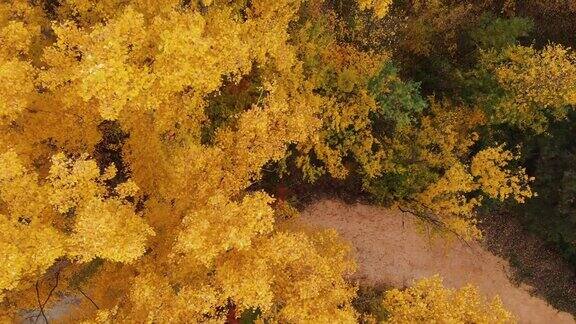 在一个阳光明媚的日子里飞过五颜六色的树梢秋天的树木在黄色、橙色和红色的森林里从以上观点森林里的落叶