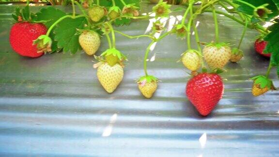 草莓领域