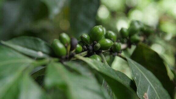 未成熟的绿色咖啡树豆浆果生长在秘鲁的树木种植园