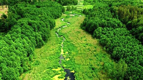 在波兰的春天飞翔在绿色的沼泽和河流之上