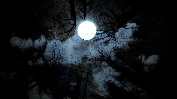 满月的夜晚树木的剪影令人毛骨悚然的背景