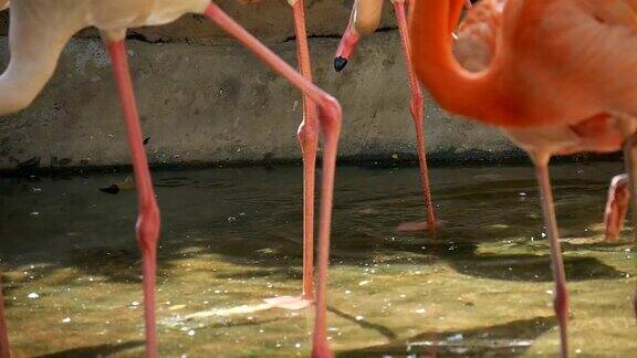 动物园里一群粉红色的火烈鸟红色的火烈鸟