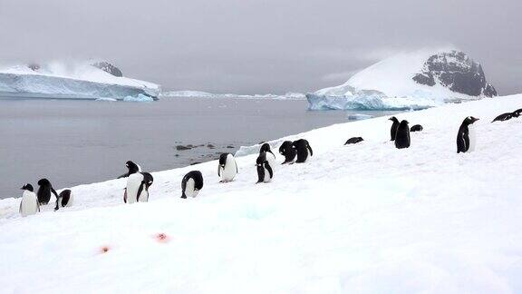 巴布亚企鹅在丹科岛山脉冰川上梳毛南极洲杰拉契海峡