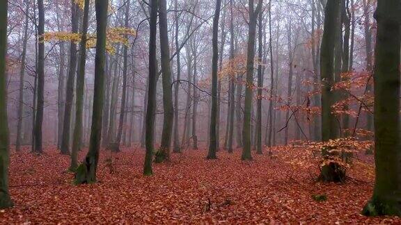 雾蒙蒙的秋天森林鸟瞰图