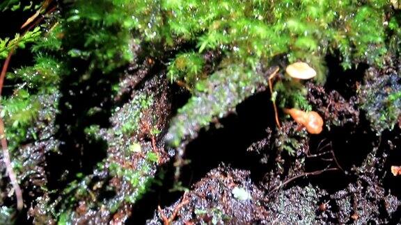 森林中的蕨类和苔藓
