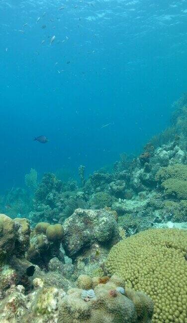 垂直海景在加勒比海的珊瑚礁