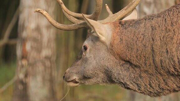 白俄罗斯在秋季森林里放牧的雄性欧洲马鹿或麋鹿马鹿栖息于欧洲大部分地区高加索山脉地区亚洲部分地区